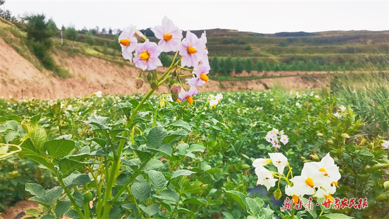 庄浪：产业链上亮“薯”光
