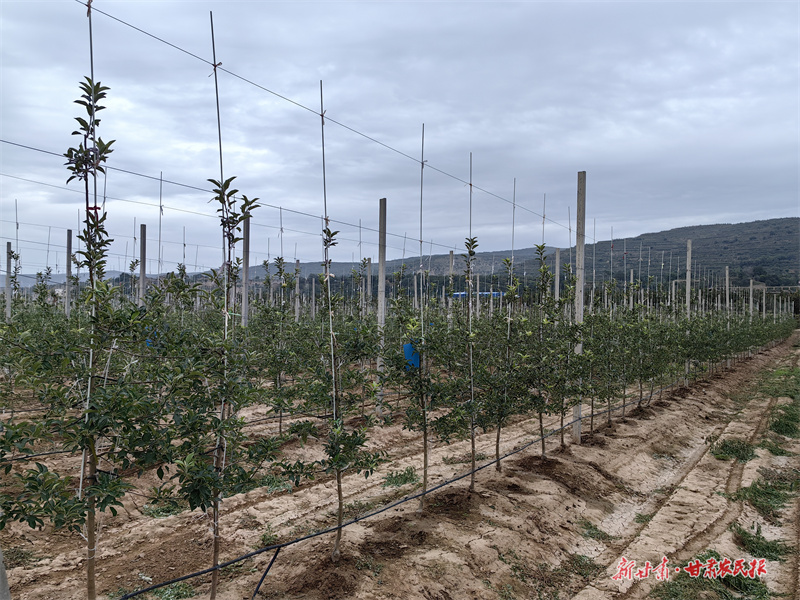 庄浪：“四新”模式 助推苹果产业高质量发展