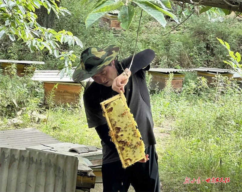 麦积区：优化蜂蜜产业链 助力实现乡村振兴