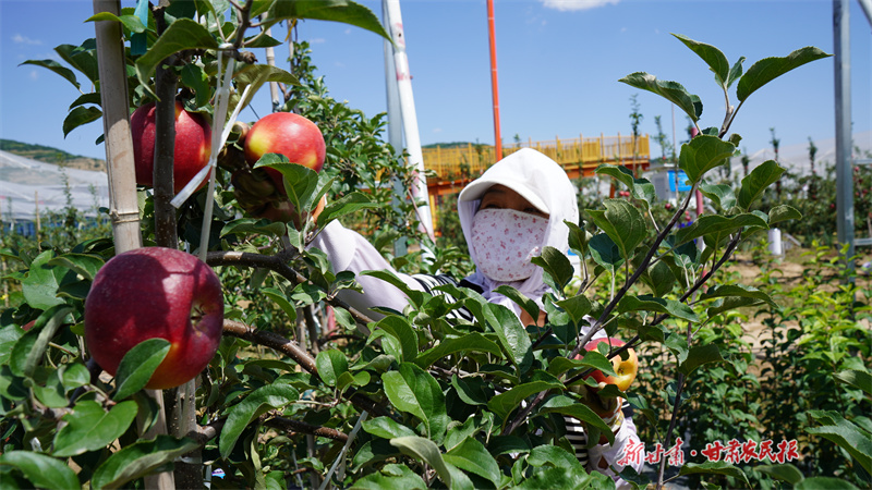 抢“鲜”！静宁早熟苹果俏市场