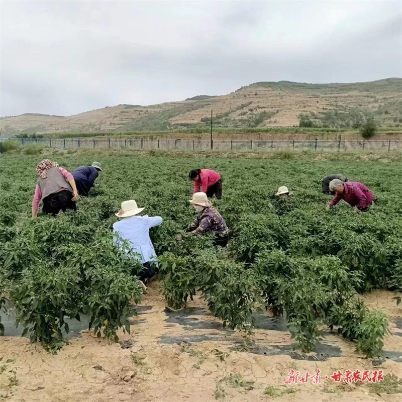 庄浪：朝天椒丰收映红百姓好日子