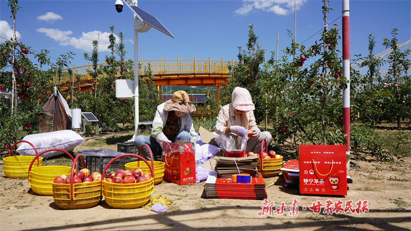 早熟苹果采摘季