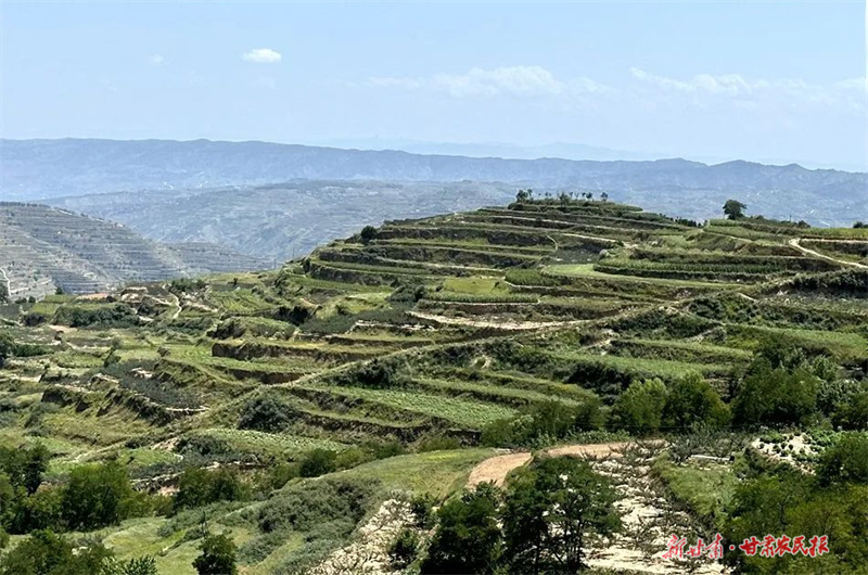 麦积区五龙镇：洋芋玉米长势良好 丰收在望