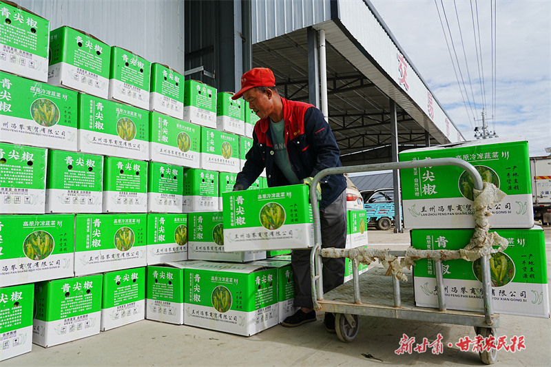 静宁：蔬菜产业旺 农民口袋丰