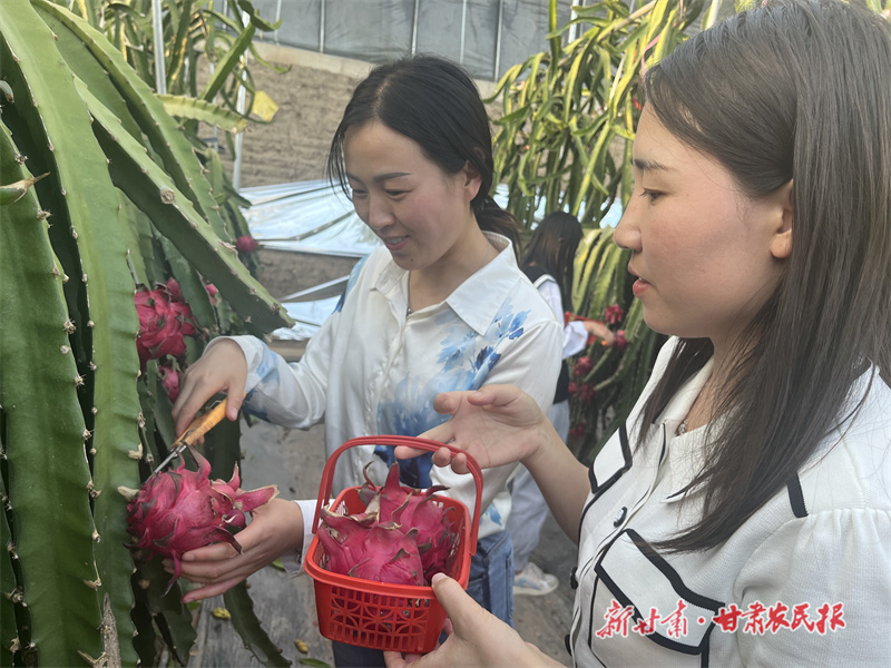 &ldquo;红火&rdquo;上市！静宁县火龙果让百姓日子&ldquo;红&rdquo;