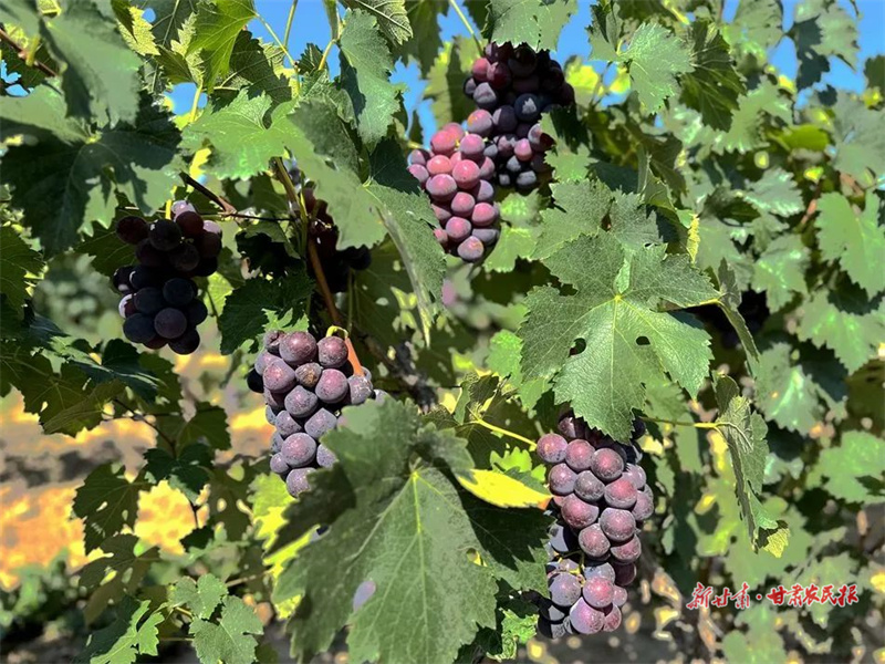 麦积区石佛镇：“葡”香满园 “萄”醉人心