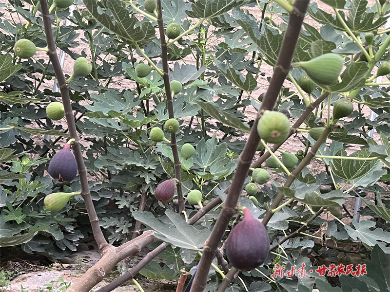 无花果上市！静宁休闲观光农业助增收