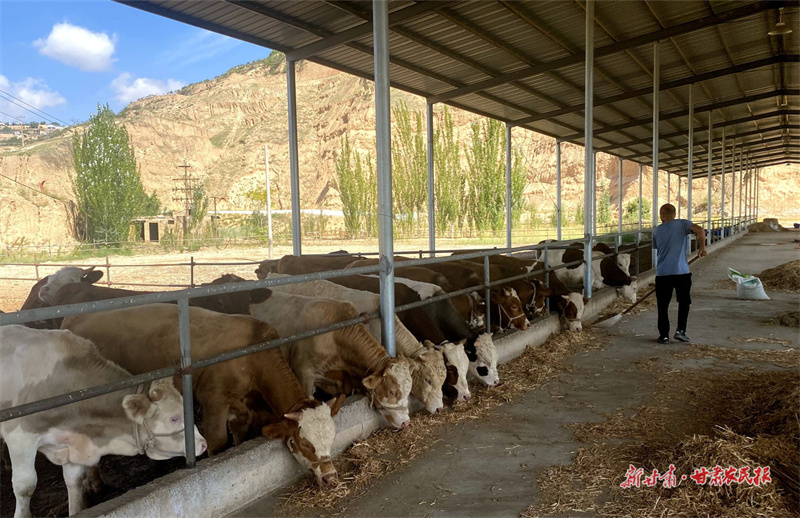 甘谷：紧牵养殖“牛鼻子” 打造肉牛产业新名片