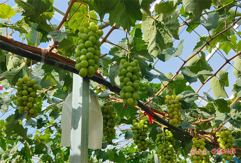 甘谷：葡萄丰收缀满藤　特色产业促振兴