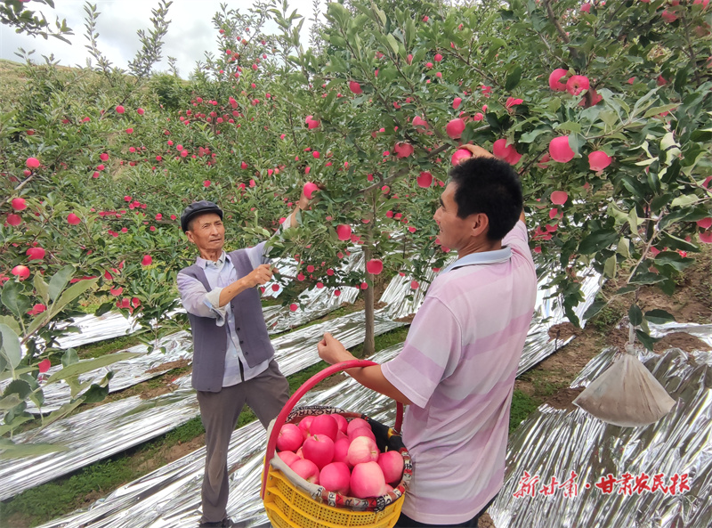 庄浪：早熟“丰”景映红乡村振兴路