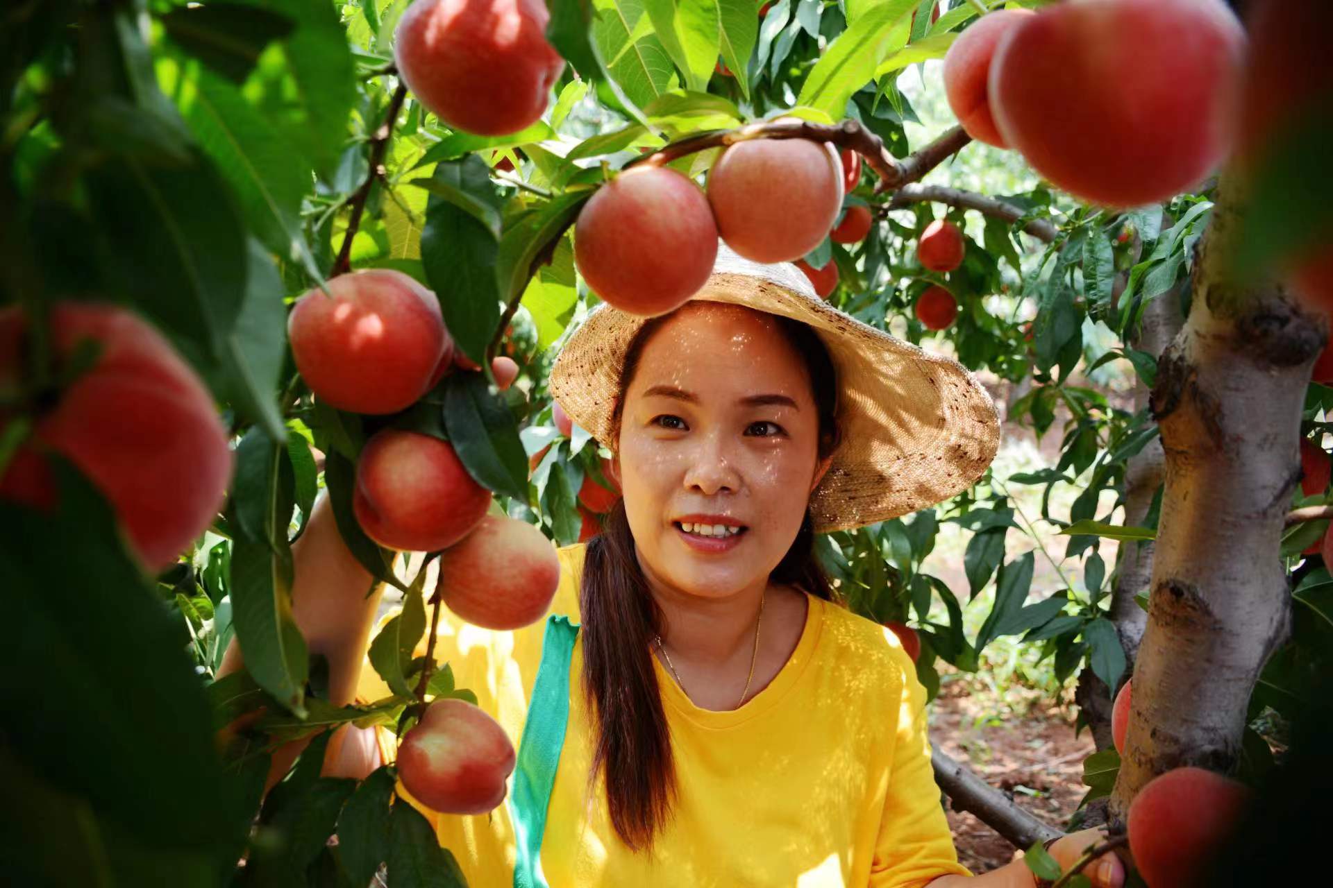 河南洛阳 特色农业 沃土生金