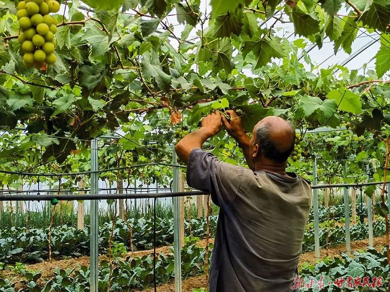 麦积区社棠镇：“阳光玫瑰”串起致富好日子
