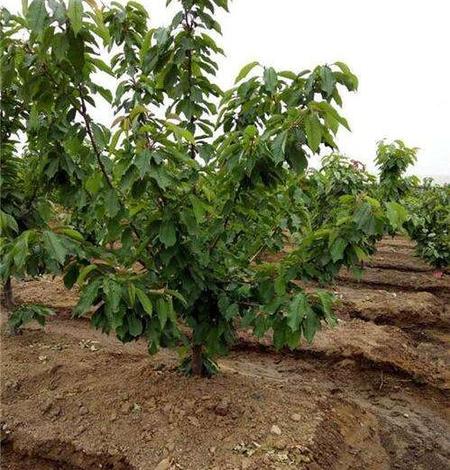 秋季防治樱桃叶部病害 要抓紧