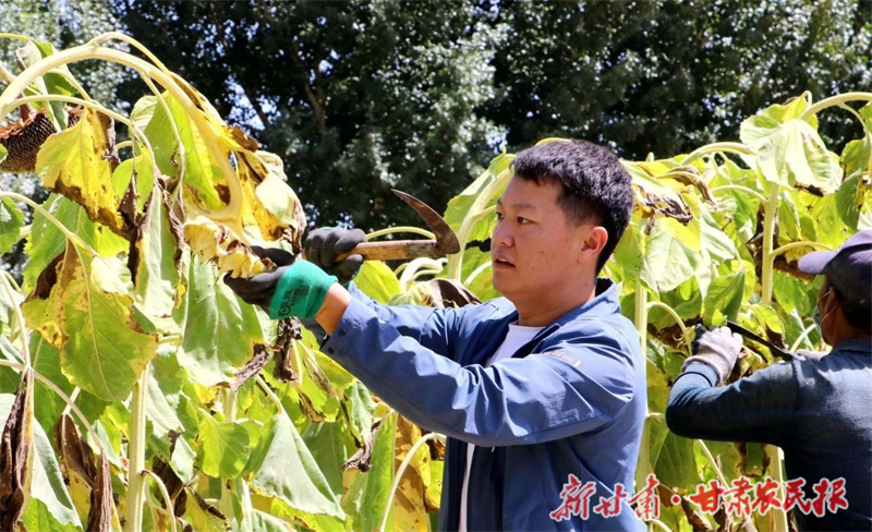 民勤 向日葵开出&ldquo;致富花&rdquo;
