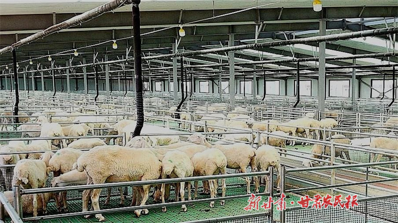 山丹 奏响致富&ldquo;牧羊曲&rdquo;