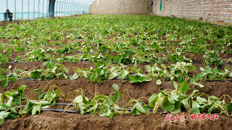 ​静宁：日光温室秋播忙
