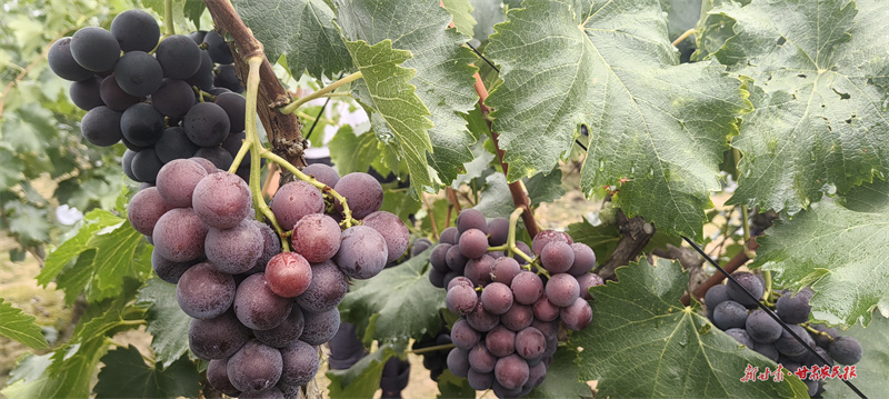 麦积区新阳镇：小葡萄“串”出致富果