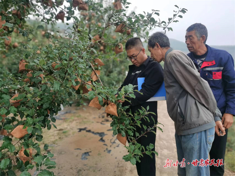 “慧种田”！静宁县科技赋能苹果产业提质增效