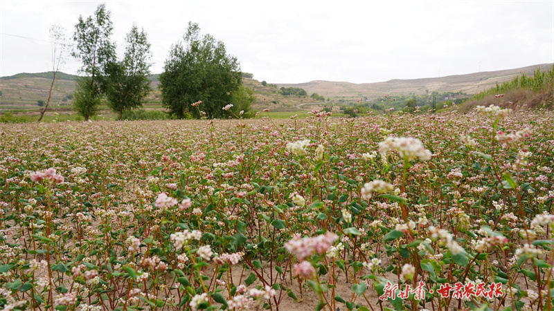 静宁：荞麦花景宜人 助农增收“钱景”好