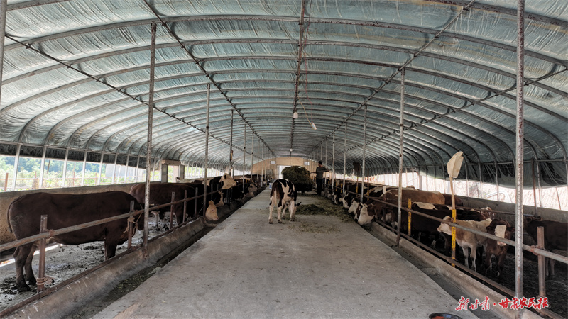 庄浪：13万亩青贮玉米丰收