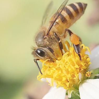 甘肃中蜂有哪些特性