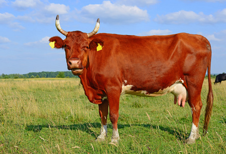 肉牛“四喂”增重快