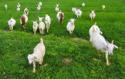 秋季养羊三抓三保措施