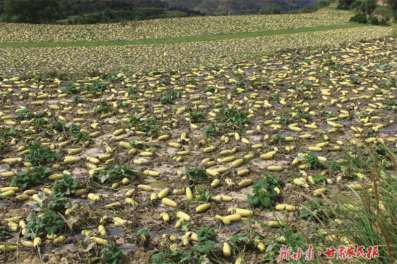庄浪：西葫芦丰收鼓起农民&ldquo;钱袋子&rdquo;