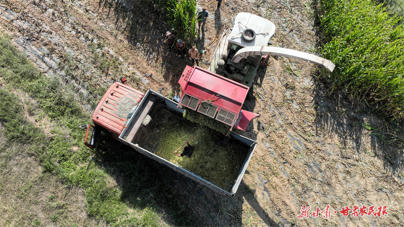 庄浪：50万吨饲草“归仓”保肉牛“口粮”