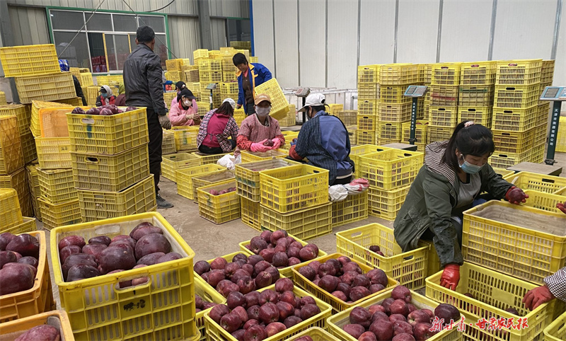 甘谷：项目赋能补链延链强链 苹果产业再添强劲“冻”能