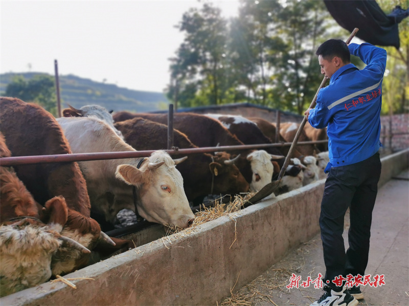 庄浪：种养结合发“牛”财