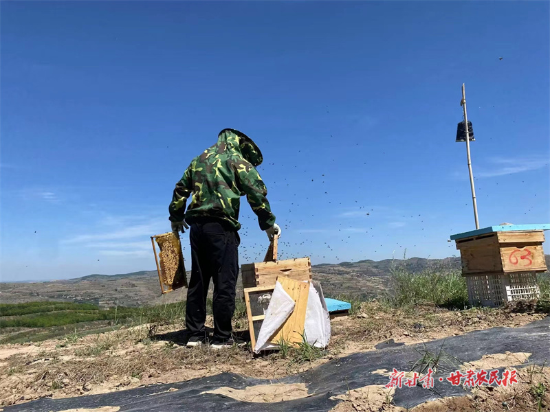 庄浪：小蜜蜂酿出“甜蜜”好日子