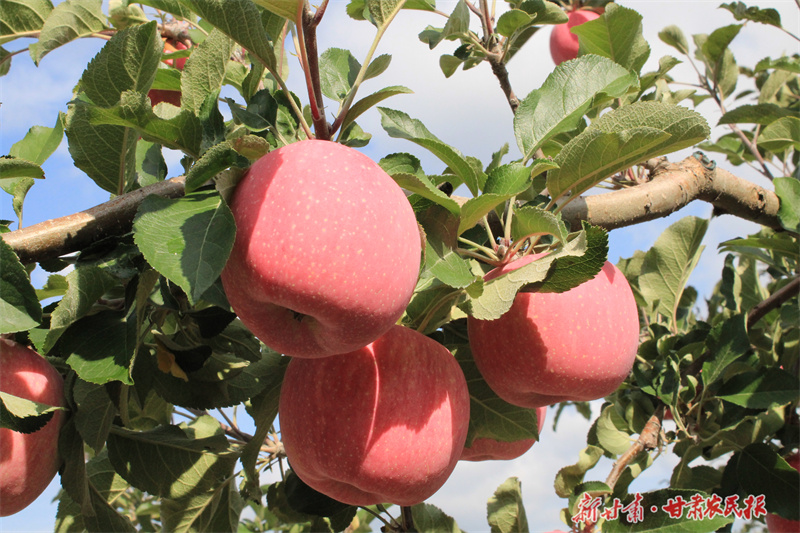 庄浪：苹果产销两旺势头足