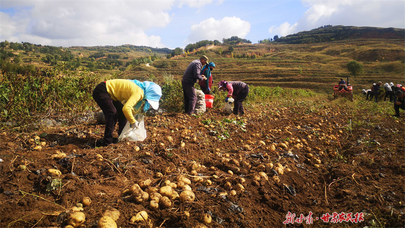 庄浪：“小土豆”有颗“科技芯”