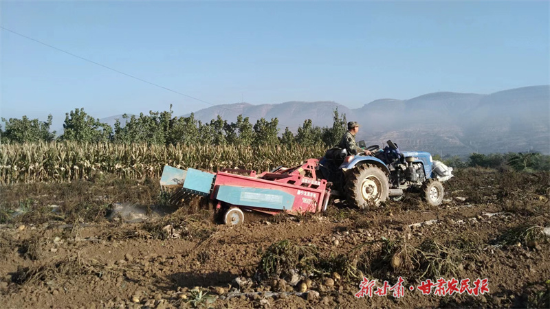 静宁：80万亩旱作洋芋玉米秋收忙