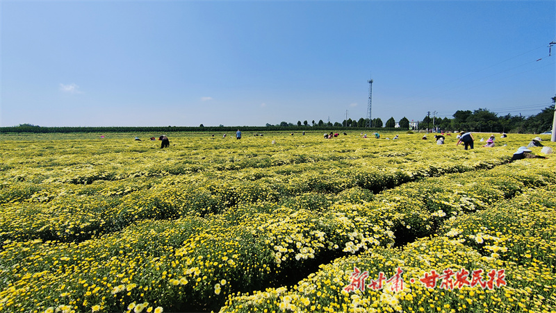 采摘成熟的胎菊