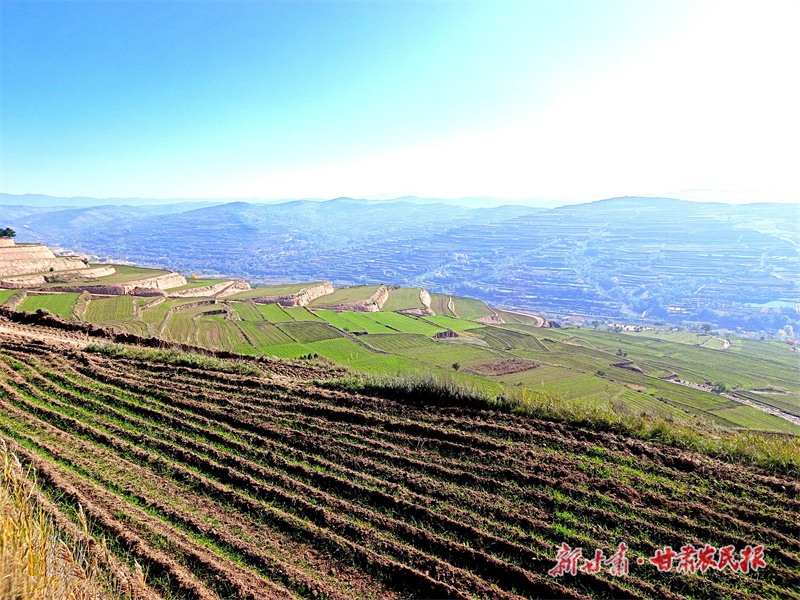 庄浪：田间地头忙 处处好“丰”景