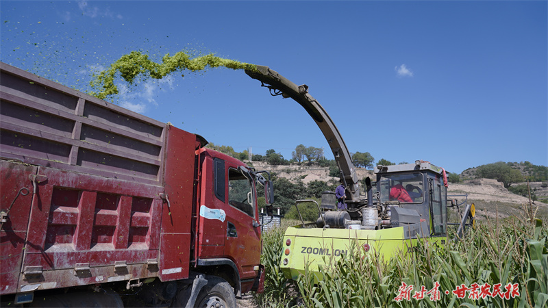 静宁：46.5万吨青贮饲料成牛羊过冬“口粮”