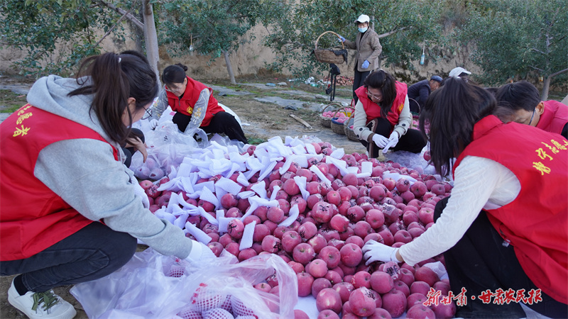 静宁县：“志愿红”暖心助农销苹果