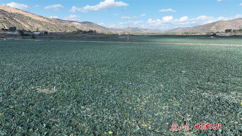 庄浪：蔬菜产业链产值达4.08亿元