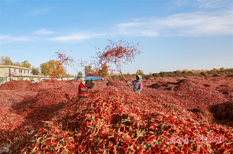 筛选、翻晒朝天椒