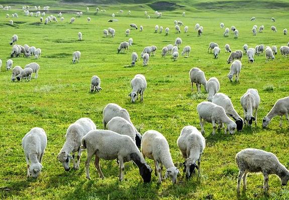 晚秋养羊两要点