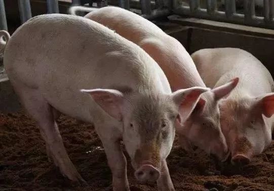 警惕这些生猪催肥误区