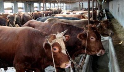 育肥肉牛的饲养管理
