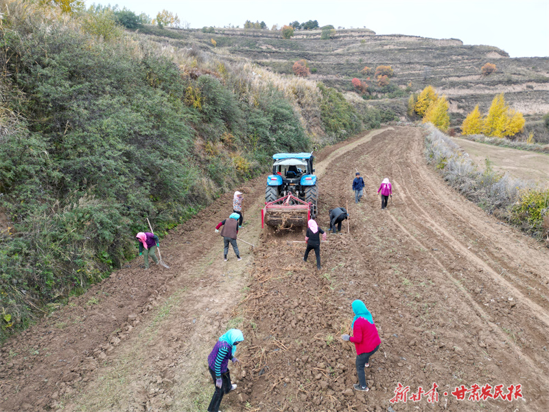 庄浪：关山药香丰收忙