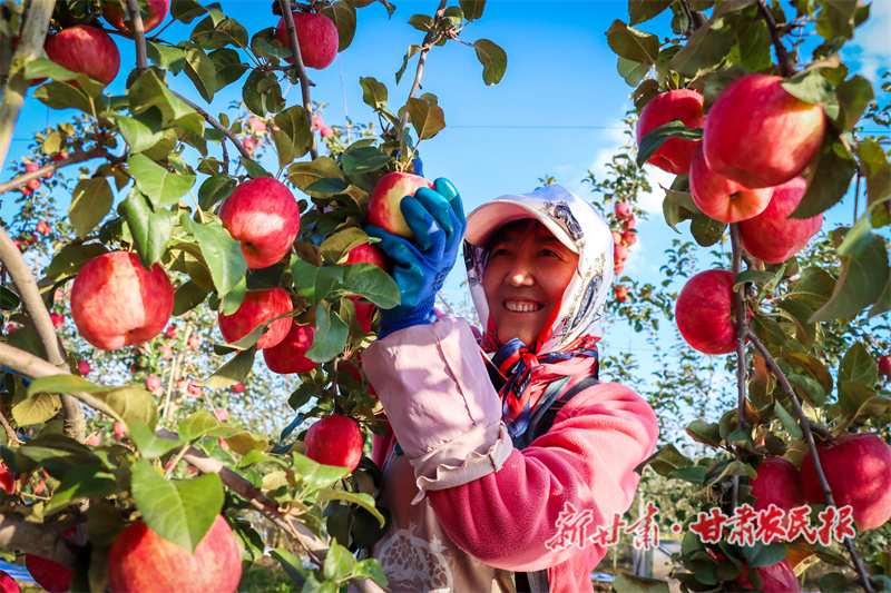 苹果丰收