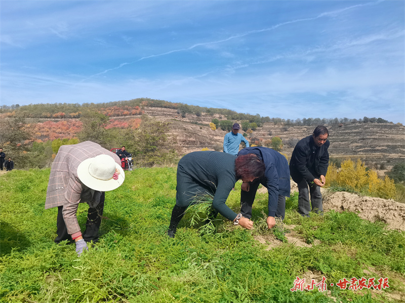 庄浪：念活“药材经”拓宽“致富路”
