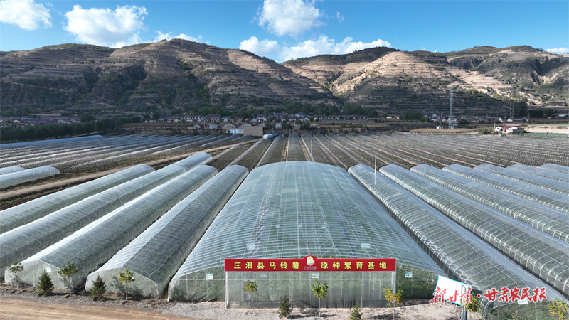 庄浪：“原种繁育”点亮乡村振兴新“薯”光