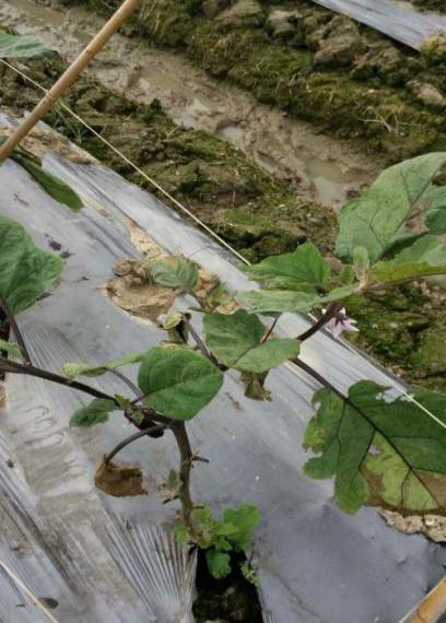 茄子青枯病防治方法