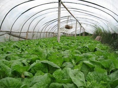 当心，深秋蔬菜别“着凉”